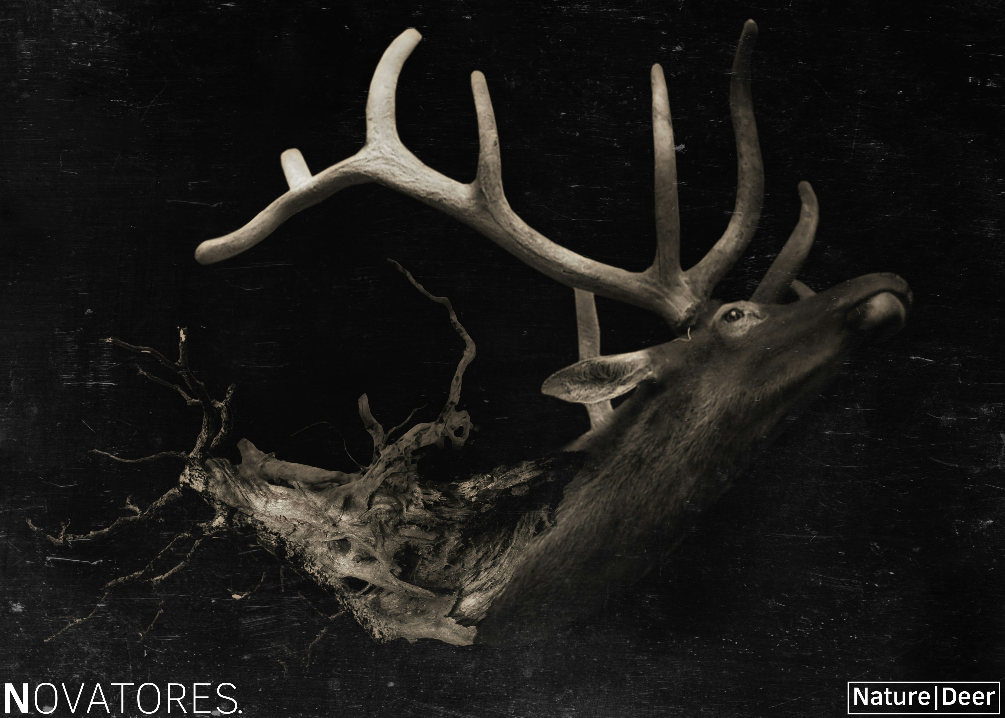 The Deer – Nature Series