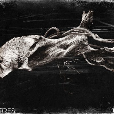 THE WOLF – NATURE SERIES